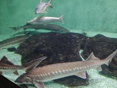 -太平洋海底世界