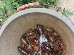 -同銮特种养殖场·龙虾垂钓