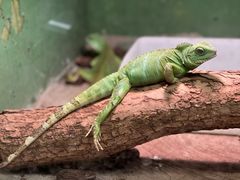 -上海大自然野生昆虫馆
