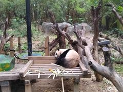 -广州长隆野生动物世界