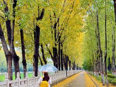 -汉长安城未央宫国家考古遗址公园