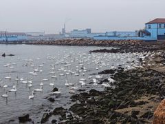 -烟墩角天鹅湖