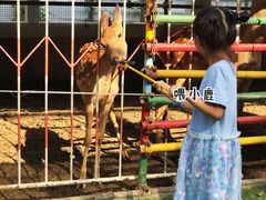 游乐设施-南宫五洲植物乐园