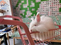 -我爱猫咪·猫咖·狗咖·安哥拉兔·羊驼咖(小寨华旗店)