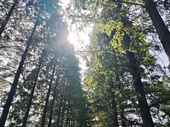 -黄海国家森林公园