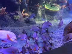 -沙沙哗啦海洋馆(华宇百花谷店)