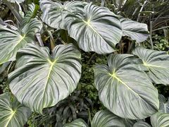 -新加坡植物园