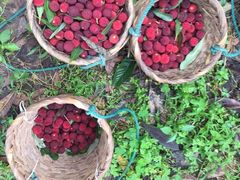 -西山樟坞健康果园枇杷杨梅采摘