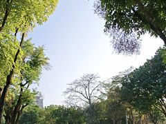 -王借岗森林公园