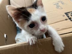 -瑞派动物医院·猫专科·至诚(江南中分院)