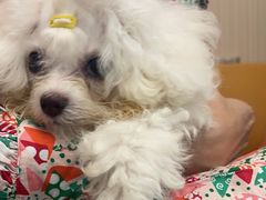 -瑞派宠物医院(搏威敦和院)