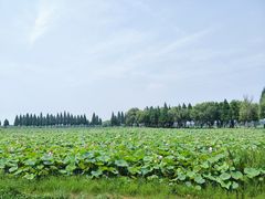 -洪湖生态旅游区