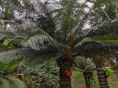 -中国科学院西双版纳热带植物园