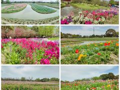 -花开海上生态园