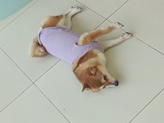 -怪兽屋·羊驼·猫咖·狗咖(俊华广场店)