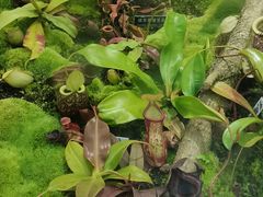 -国家植物园南园