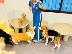 -有喵·猫咖·狗咖·30几只猫10只小狗(岗厦店)