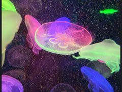 -太平洋海底世界