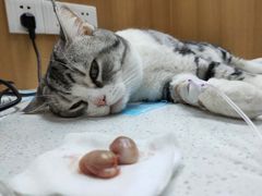 -联合动物医院(光谷诊疗中心)