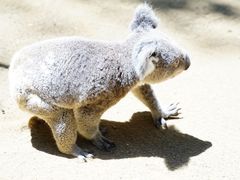 -可伦宾野生动物保护区