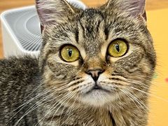-COLOR PETS 撸猫馆·购猫·猫咖(长风大悦城店)