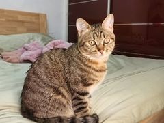 -纳吉亚猫专科动物诊疗中心(蒋宅口分院)