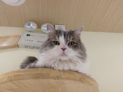 -猫和宫(六道口店)