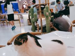-喵园·猫主题咖啡厅·撸猫·猫咖(国贸店)