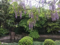 -嘉定紫藤园