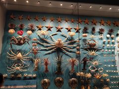 -贝林大翅鲸简餐厅(国家海洋博物馆店)