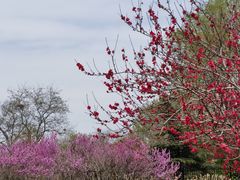 -曹州百花园
