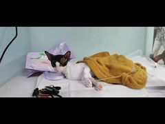 -达爱动物医院·犬猫分区·CT·复杂眼科(远洋山水分院)