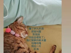 -芭比堂动物医院·24小时·眼科中心(深圳中心)
