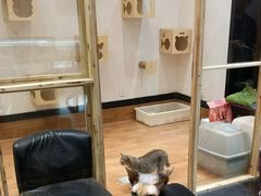 -猫色咖啡·猫咖