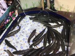 -景明轩•养生酸汤鱼火锅 云贵鲜菌 现舂野果酸汤(王寨小区店)