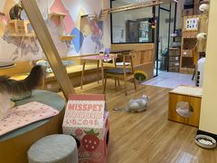 -滚猫咖啡·猫咖·猫友好撸猫(未来城店)