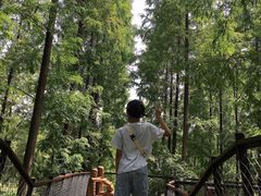 -黄海国家森林公园