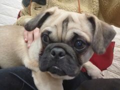-喜柴咖啡·柴犬狗咖