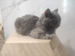-楼上猫咖(罗湖店)