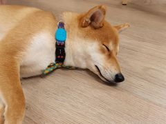 -柴迷FANS CLUB·柴犬狗咖·猫咖