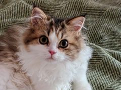 -欣宠猫屋·矮脚拿破仑·蓝金金渐层