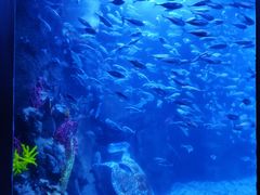 -太平洋海底世界