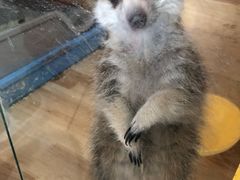 -平行世界·猫咖(首经贸店)
