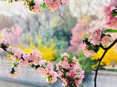 -海棠花溪(元大都城垣遗址公园)