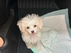 -瑞派宠物医院·犬猫全科·猫友好(宾水西道店)