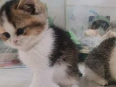-糯米喵星人总部直营旗舰店·猫舍·幼猫出售