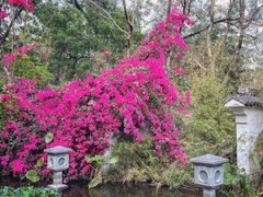 -深圳国际园林花卉博览园