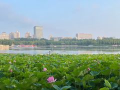 -莲花池公园