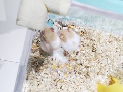 -怪兽屋·羊驼·猫咖·狗咖(俊华广场店)