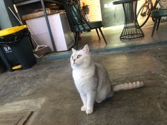 -喵屿·大理花园猫咖